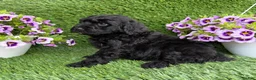 Mini Goldendoodle dogs for sale: Arlo - Ad 5