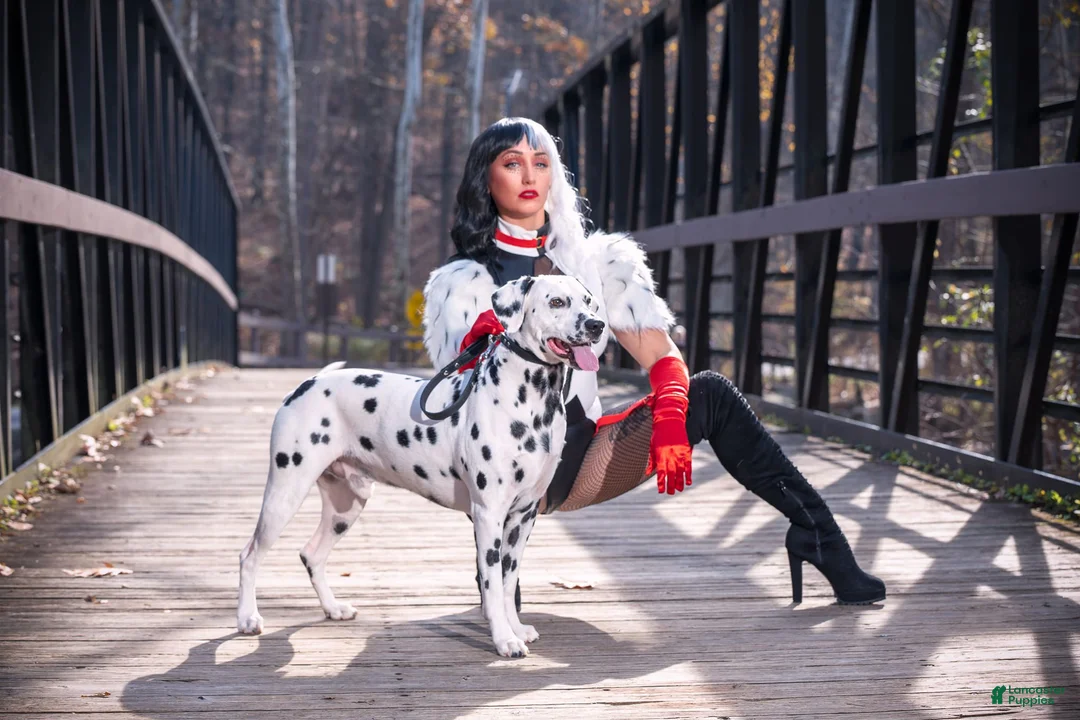 Dalmatian dogs for stud: Dalmatian Stud (Nelson) - Ad 2