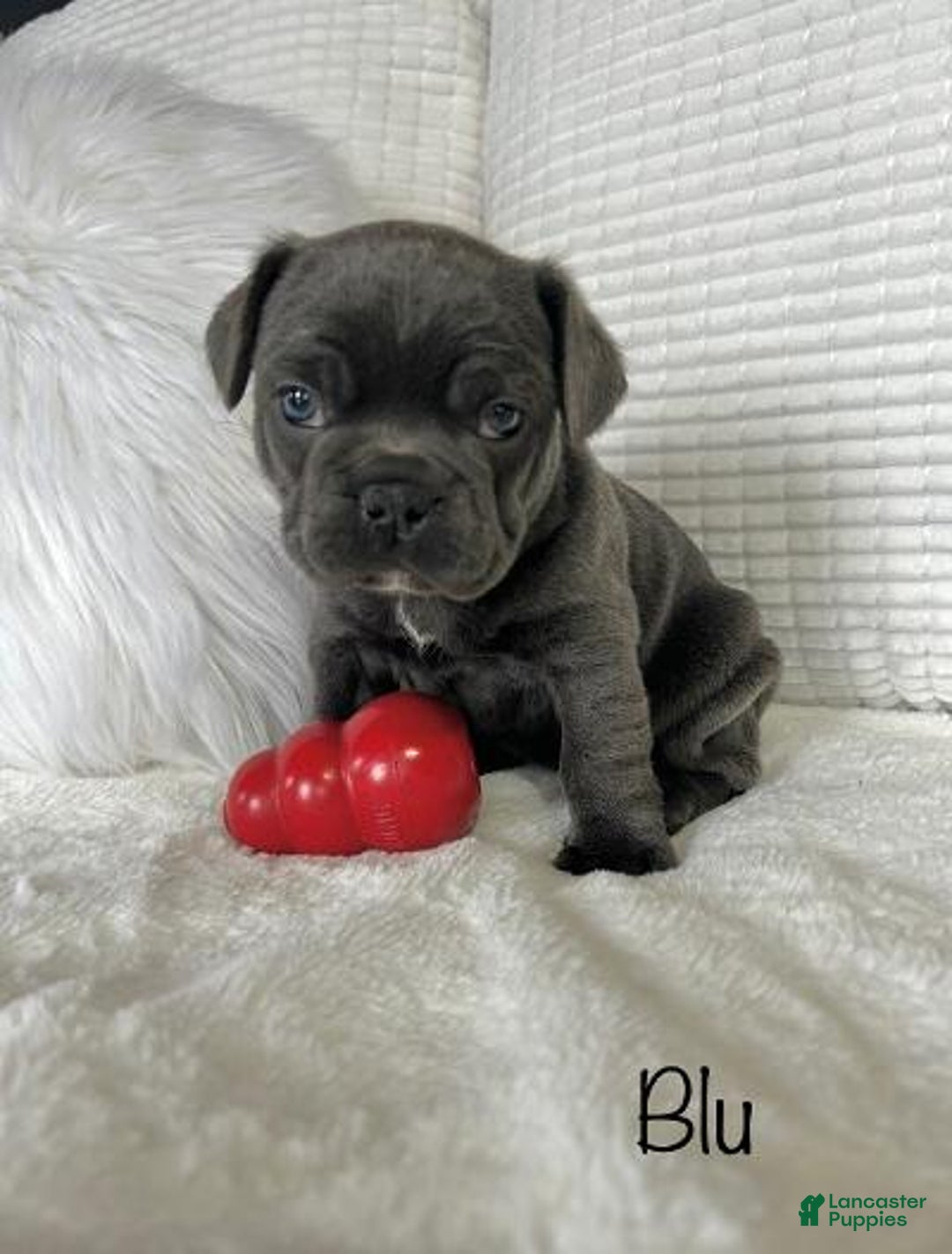 Mixed Breed dogs for sale: Blu - Ad 4