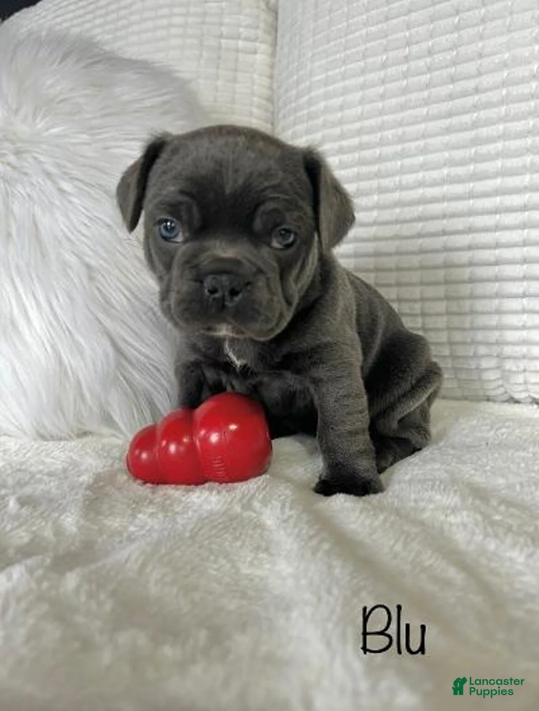 Mixed Breed dogs for sale: Blu - Ad 3