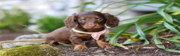 Miniature Dachshund dogs for sale: Stella - Ad 8