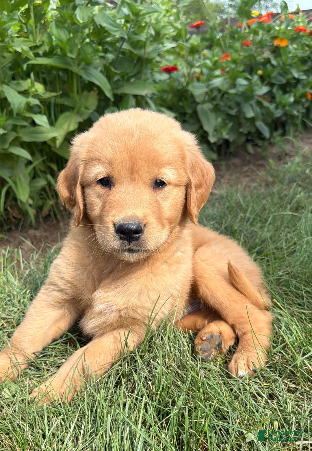 Golden Retriever dogs for sale: Cooper - Ad 1