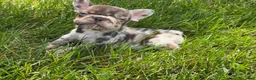 French Bulldog dogs for sale: Small Female Isabella Merle Puppy: - Ad 7