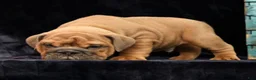 English Bulldog dogs for sale: Samson - Ad 7