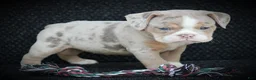 Beabull dogs for sale: Navi - Ad 3