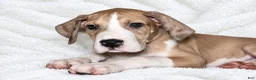 Great Dane dogs for sale: Teno  - Ad 3