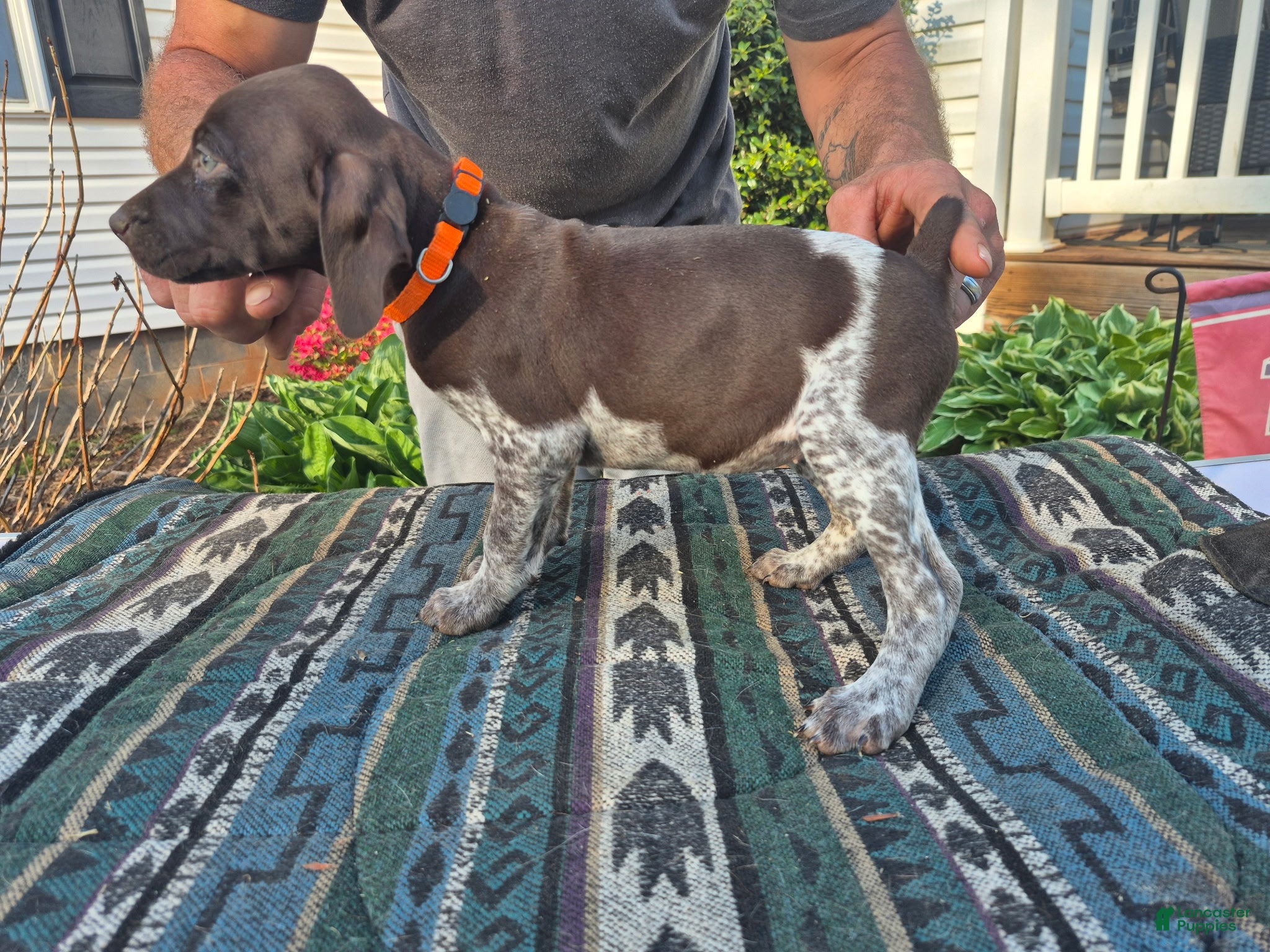 German Shorthaired Pointer dogs German Shorthaired Pointer Puppy 2 - Ad 1