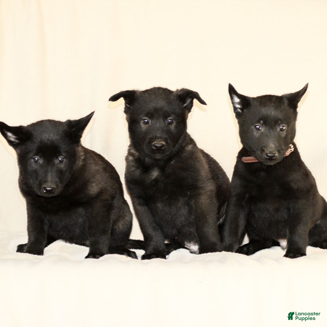 Belgian Malinois dogs for sale: Collin  - Ad 4