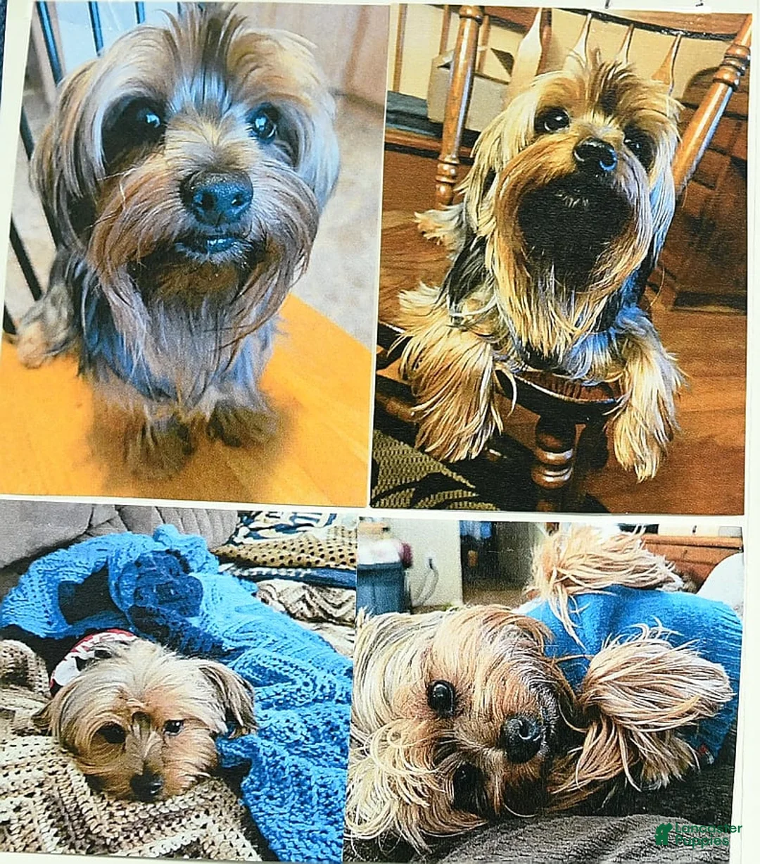 Gallery Image {{count}}