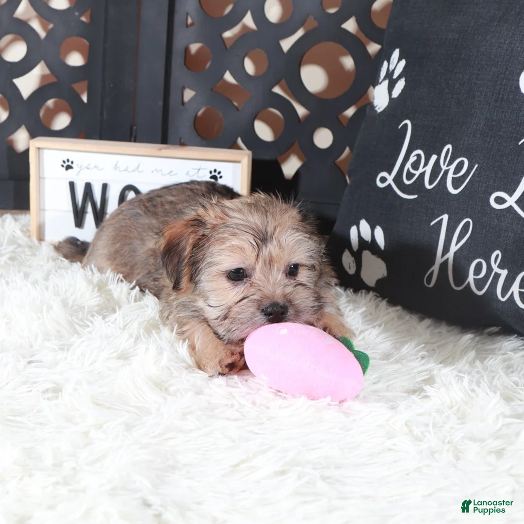 Shorkie dogs for sale: Abby Precious Female Shorkie - Ad 2