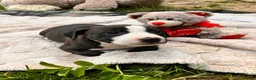 American Pit Bull Terrier dogs for sale: American Pit Bull Terrier 3 - Ad 11
