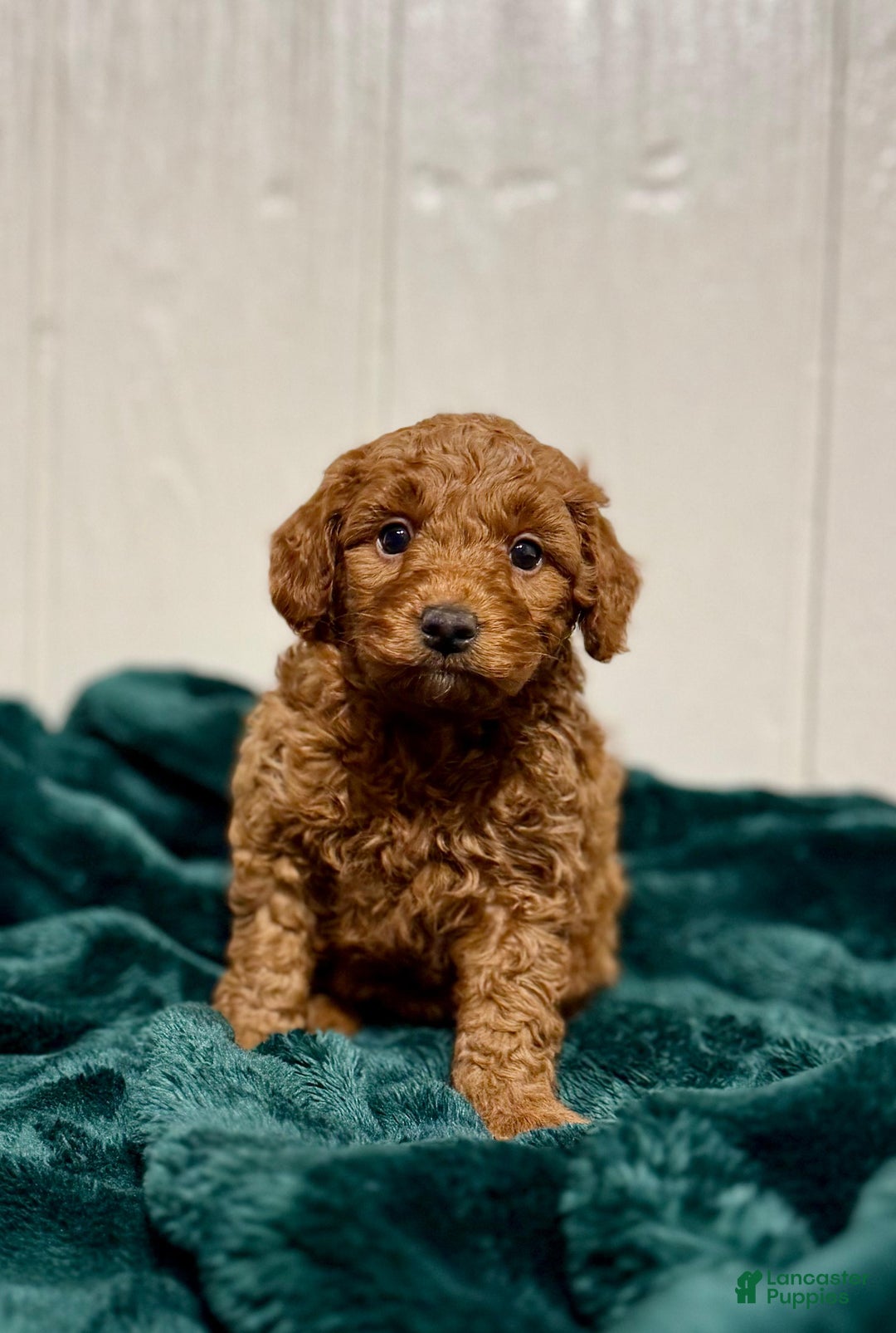 Mini Goldendoodle dogs for sale: Noel - Ad 3