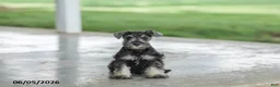 Miniature Schnauzer dogs for sale: Fulton - Ad 3