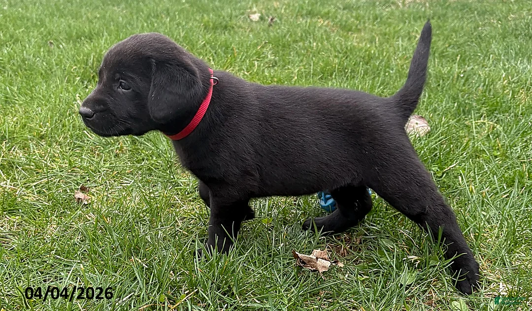 Labrador Retriever dogs for sale: Ruby - Ad 2