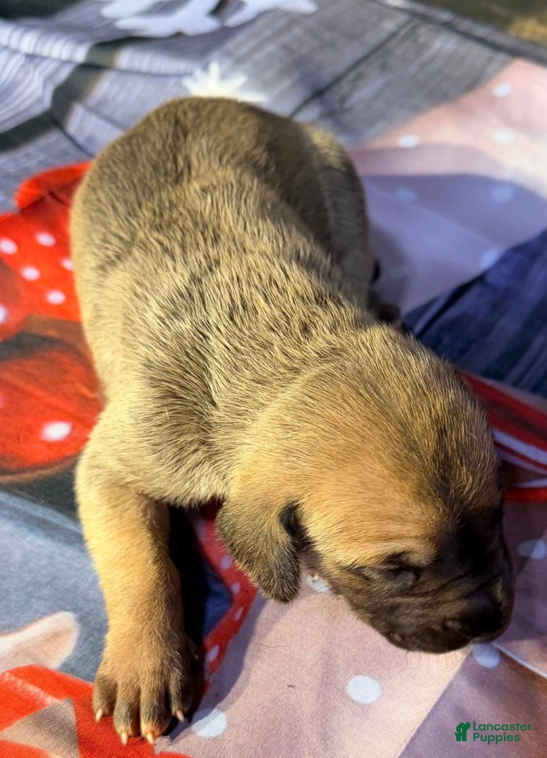 Great Dane dogs for sale: Virginia - Dark Fawn - Ad 1