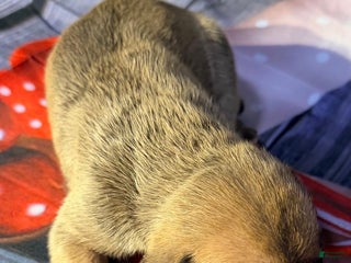 Great Dane dogs Virginia - Dark Fawn - Ad 7