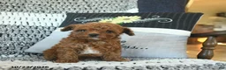 Toy Poodle dogs for sale: Macey  - Ad 3