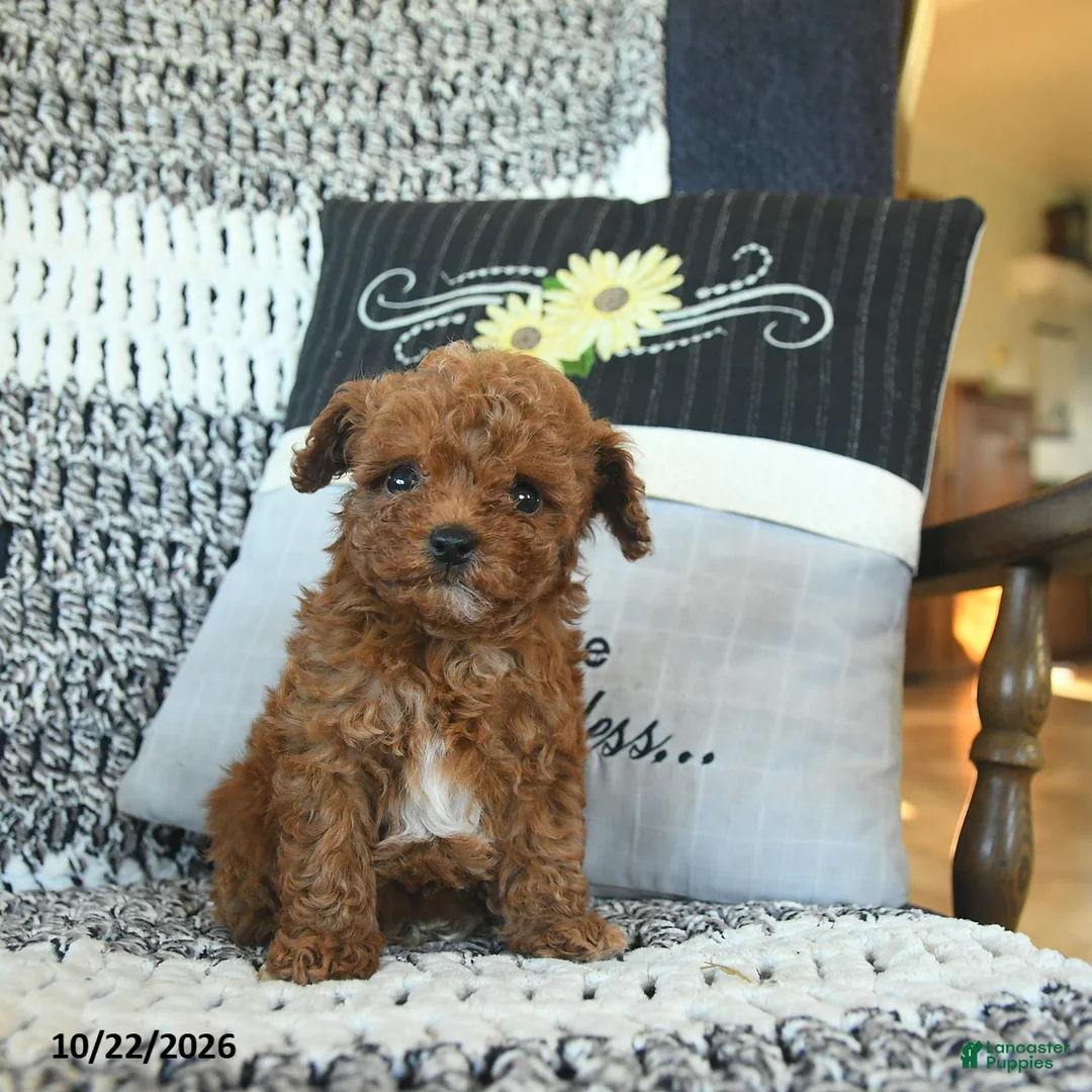 Toy Poodle dogs for sale: Macey  - Ad 3