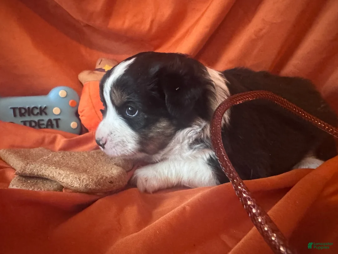 Miniature Australian Shepherd dogs for sale: Neagley - Ad 2