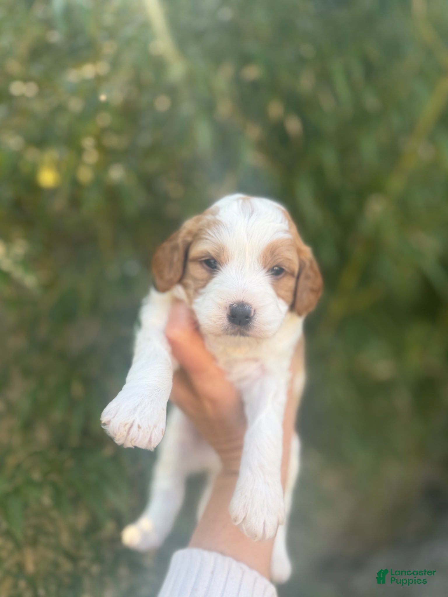 Cavapoo dogs Charley  - Ad 27