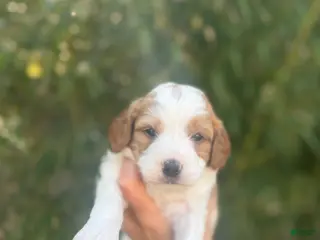 Cavapoo dogs Charley - Ad 34