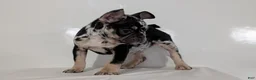French Bulldog dogs for sale: Jax  - Ad 8