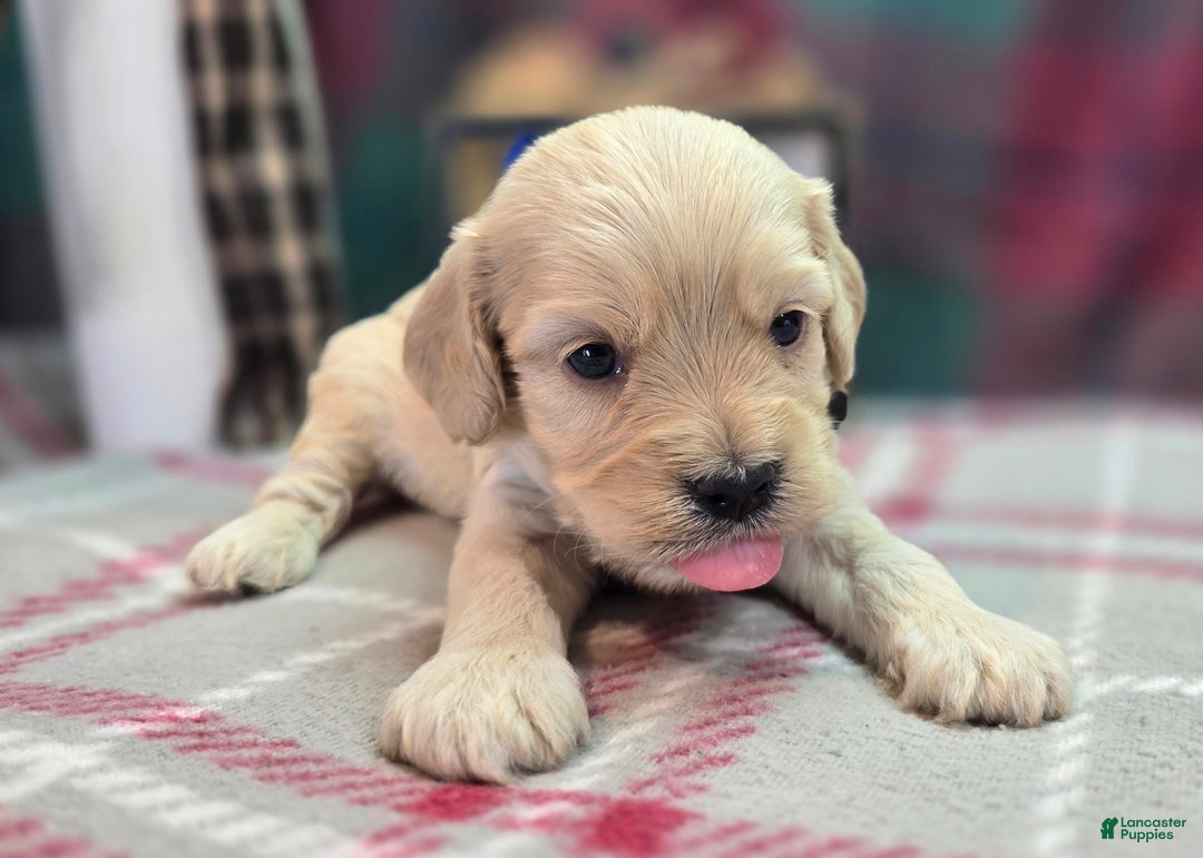 Cockapoo dogs for sale: Lieutenant Pete - Ad 41