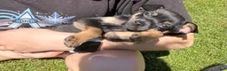 Mixed Breed dogs for sale: Jerry - Ad 3