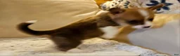Mixed Breed dogs for sale: Xander - Ad 7