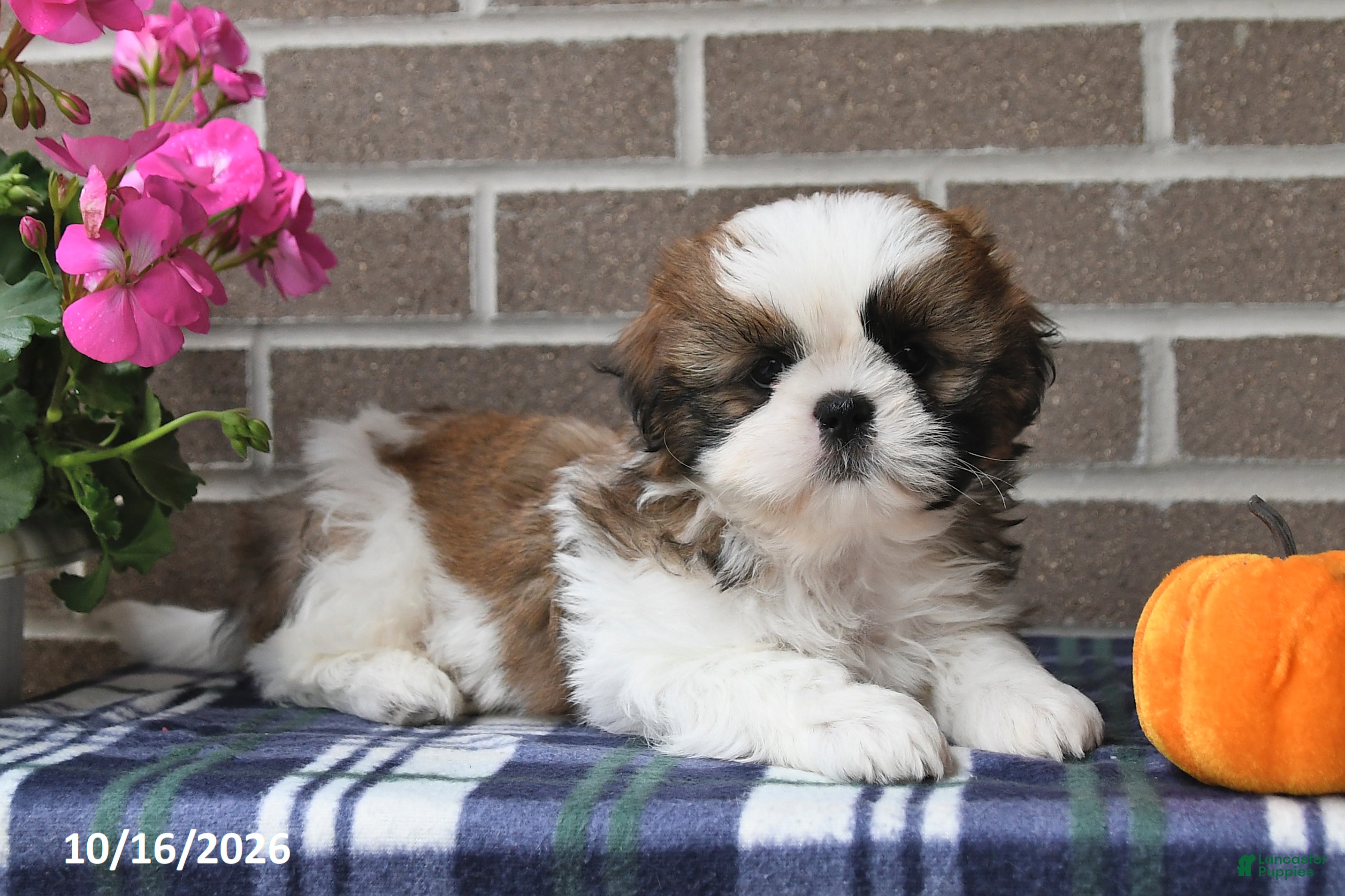 Shih Tzu dogs Chester - Ad 2