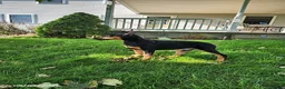 Doberman Pinscher dogs for sale: Kingston - Ad 5