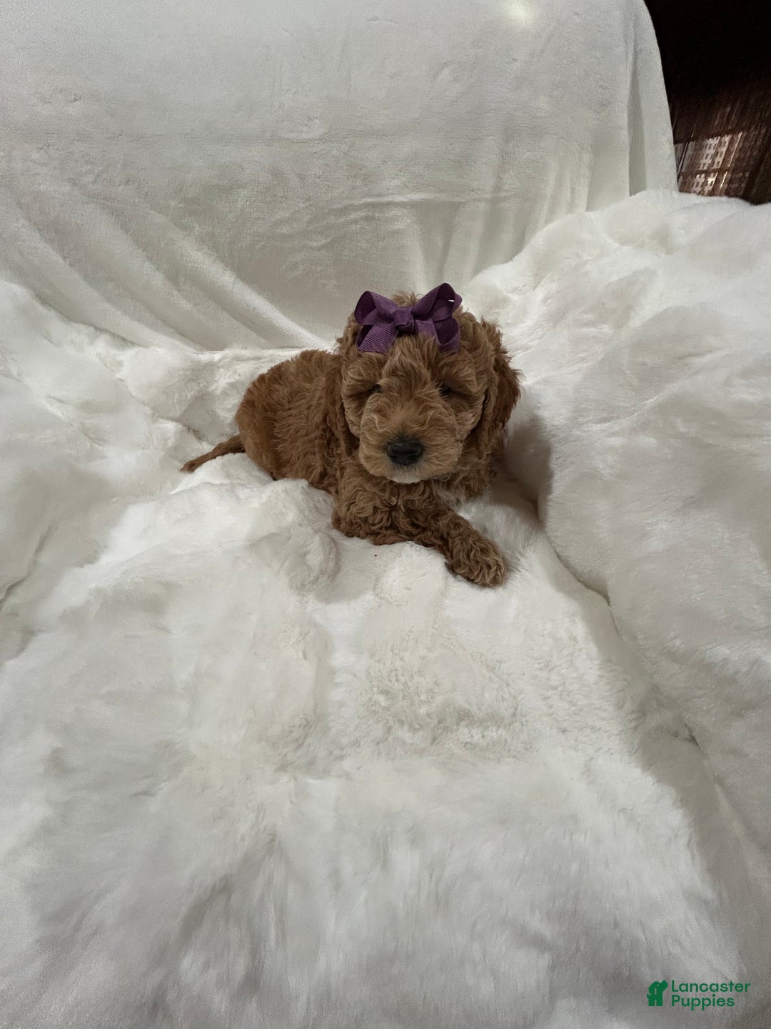 Mini Goldendoodle dogs for sale: Mini Goldendoodle Puppy Noelle - Ad 6