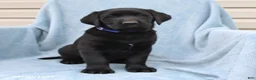Labrador Retriever dogs for sale: Pat  - Ad 3