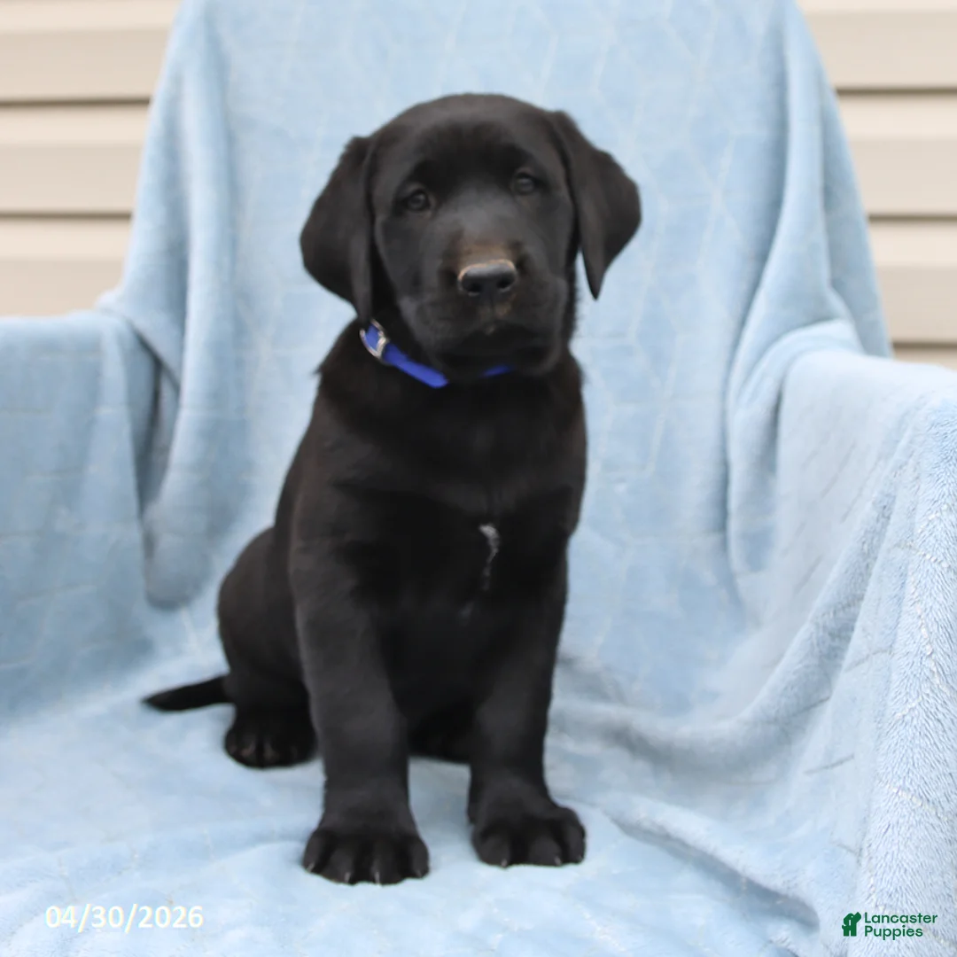 Labrador Retriever dogs for sale: Pat  - Ad 3