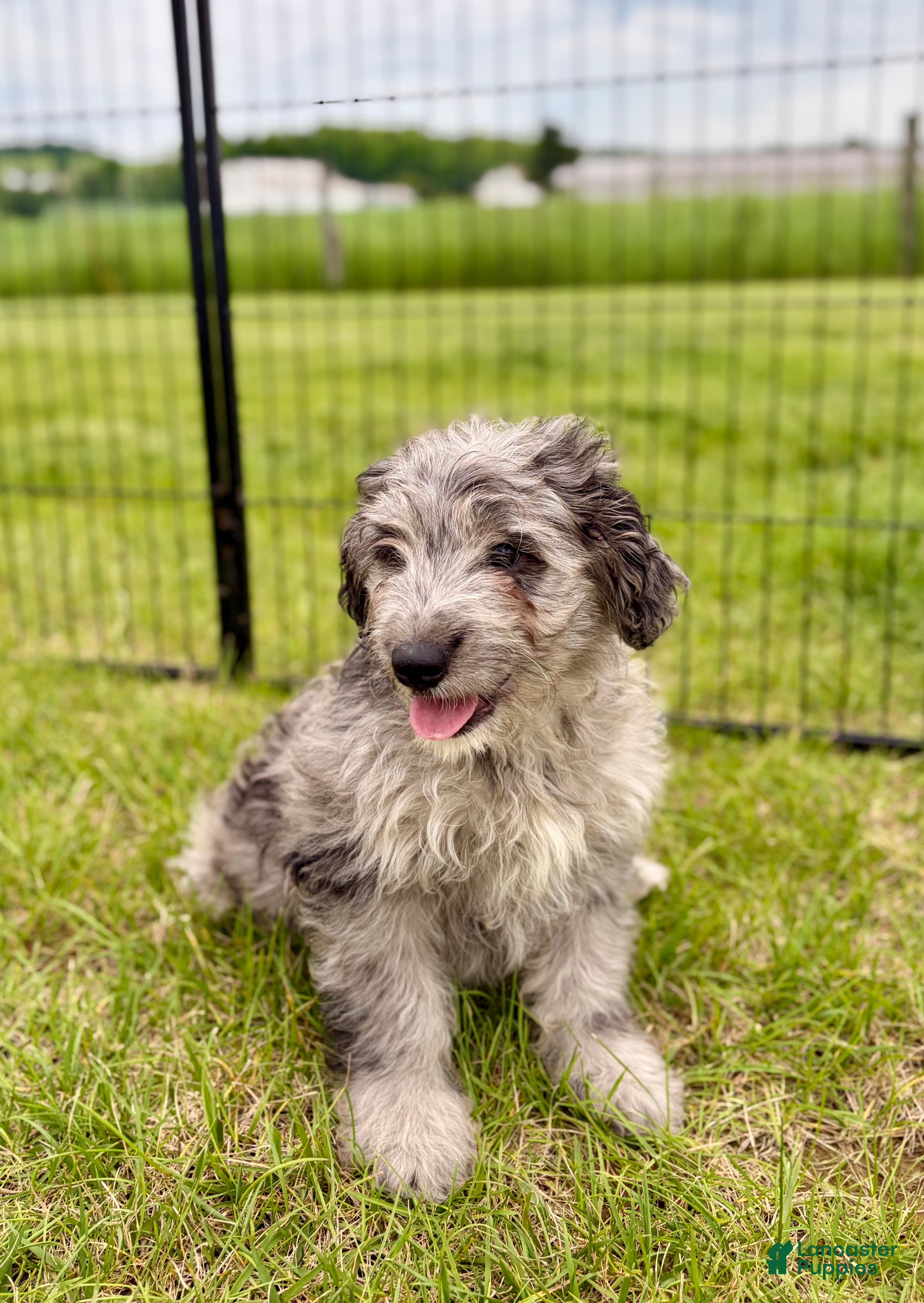 Mini Goldendoodle dogs Grover - Ad 1