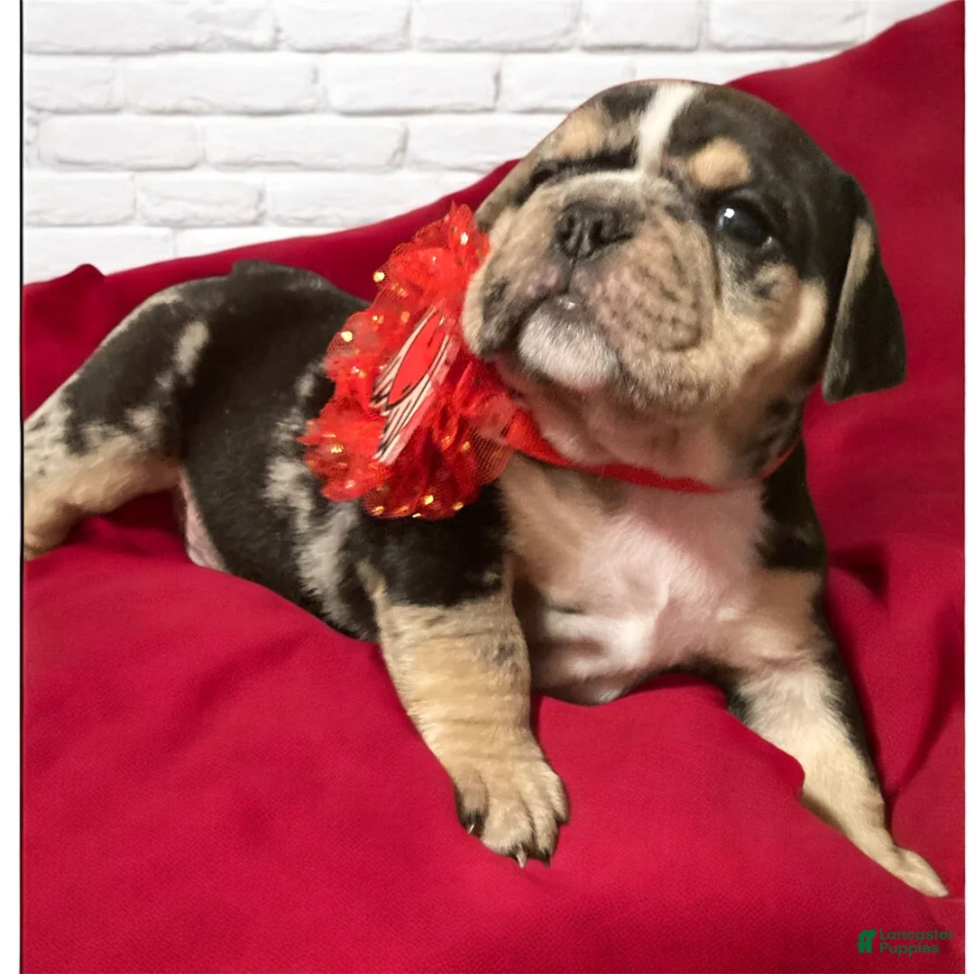 English Bulldog dogs for sale: Wilbur - Ad 5