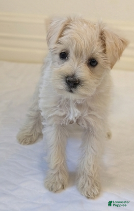 Miniature Schnauzer dogs Casper - M - Ad 1