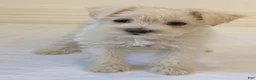 Miniature Schnauzer dogs for sale: Teddy - M - Ad 4