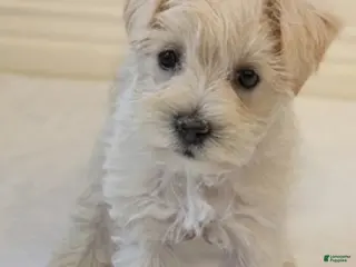 Miniature Schnauzer dogs for sale: Casper - M - Ad 1