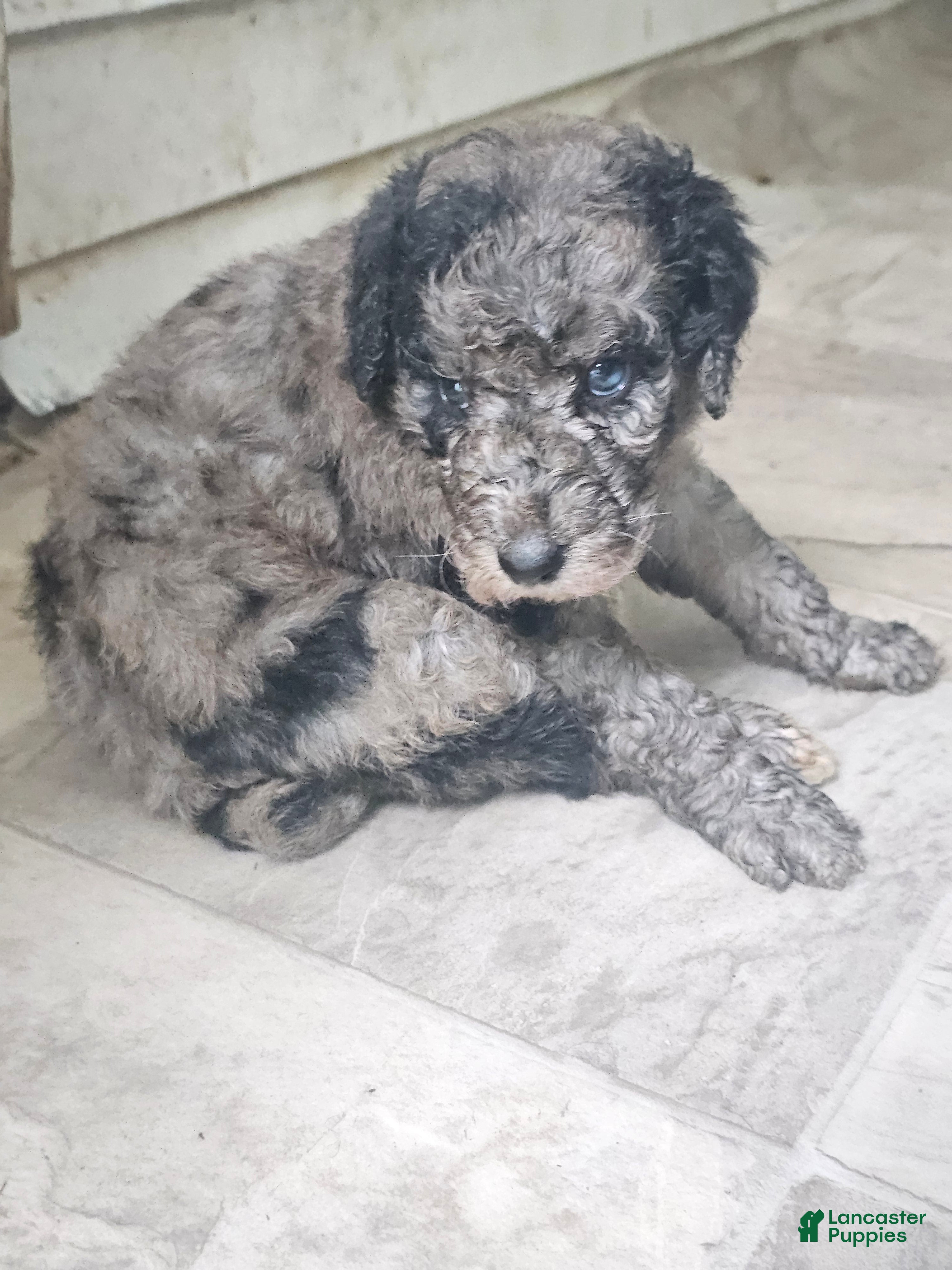 Standard Poodle dogs Standard Poodle 7 - Ad 39