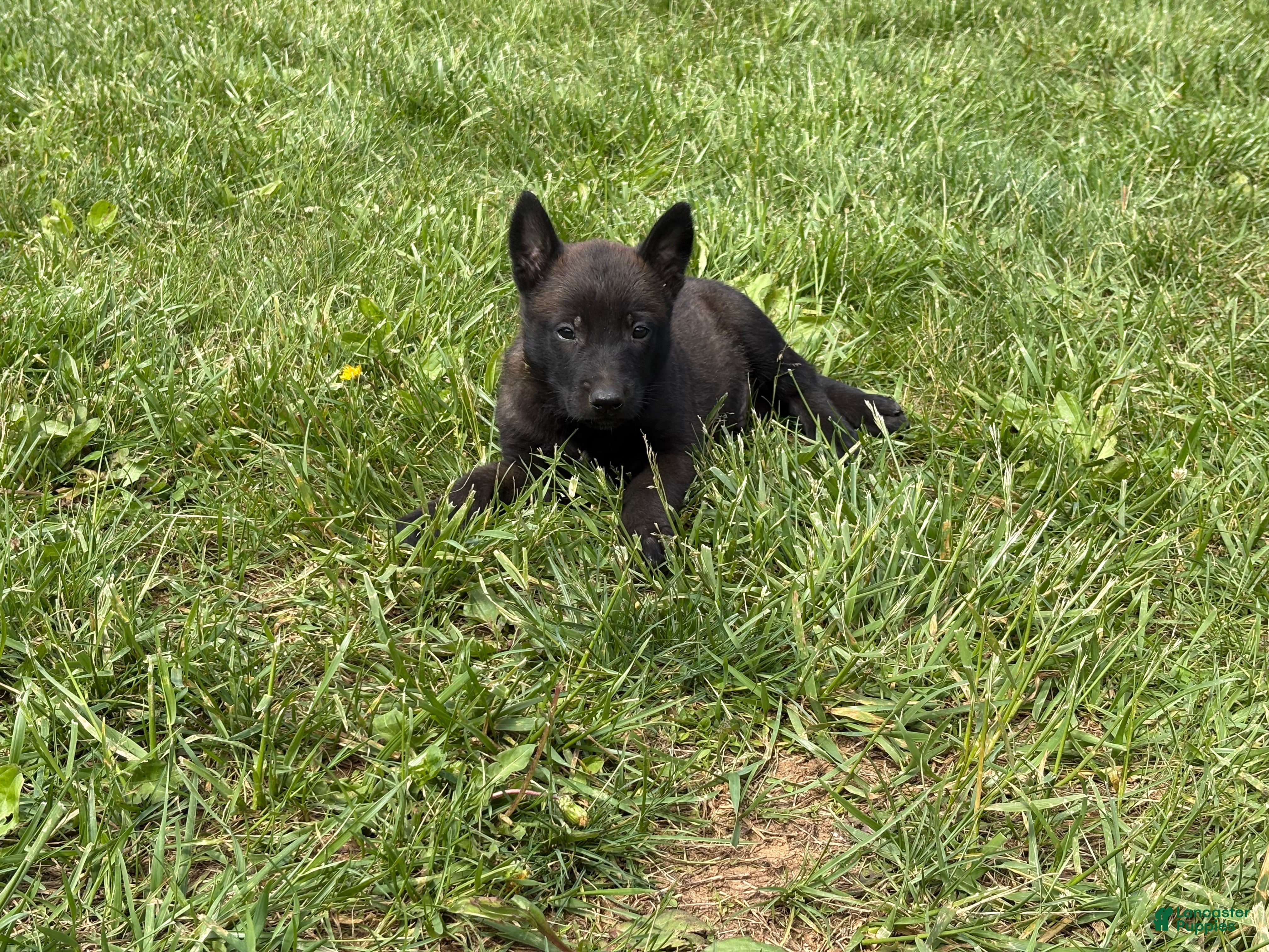 Belgian Malinois dogs Cleveland - Ad 3