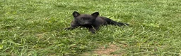 Belgian Malinois dogs for sale: Cleveland - Ad 1