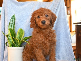 Mini Goldendoodle dogs Coffee - Ad 42