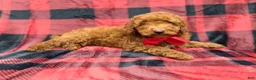 Miniature Poodle dogs for sale: Muffin - Ad 5