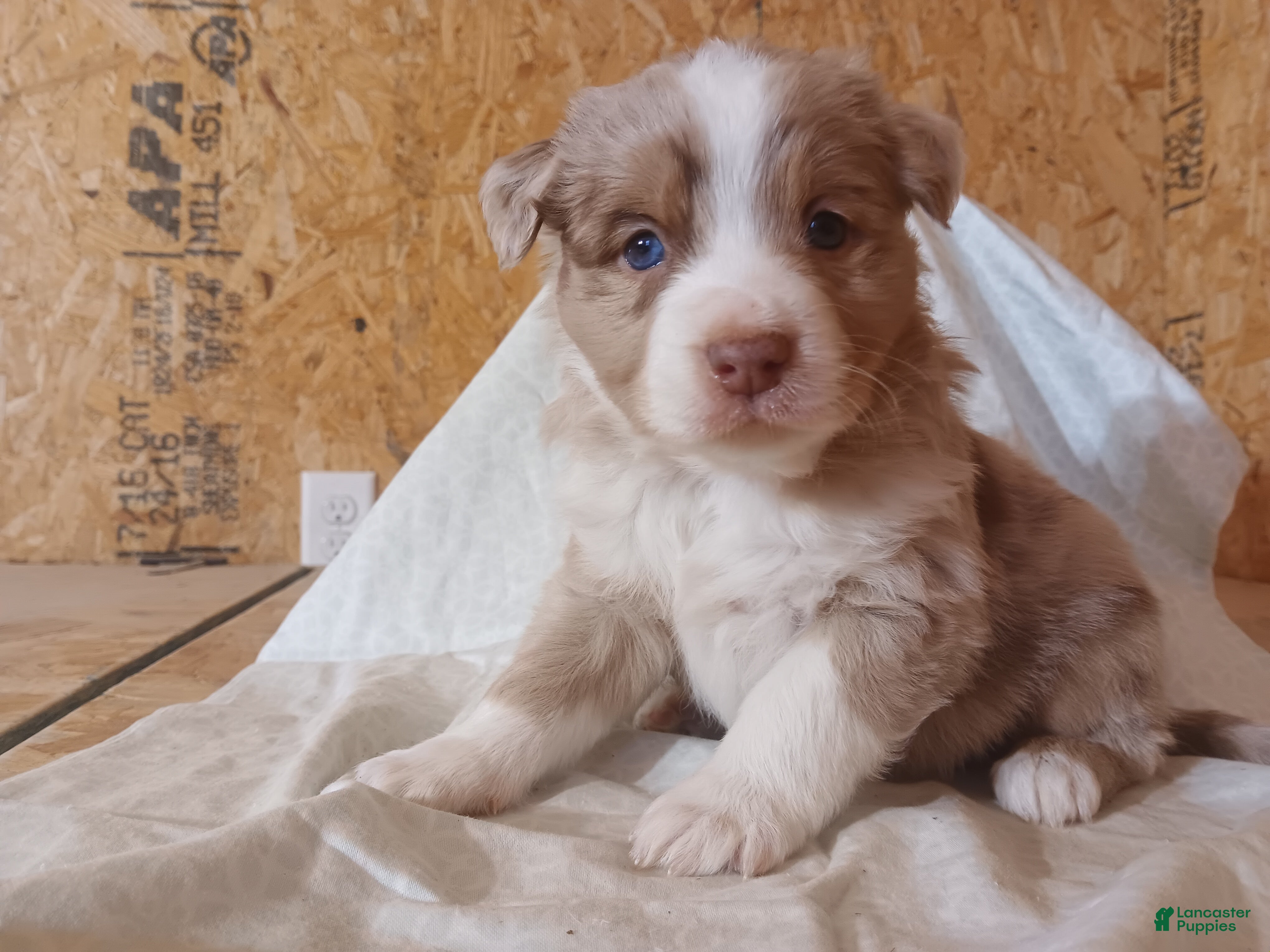 Australian Shepherd dogs for sale: Biscuit - Ad 1