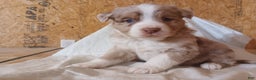 Australian Shepherd dogs for sale: Biscuit - Ad 1