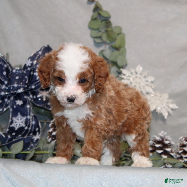Miniature Poodle dogs Quincy - Ad 4