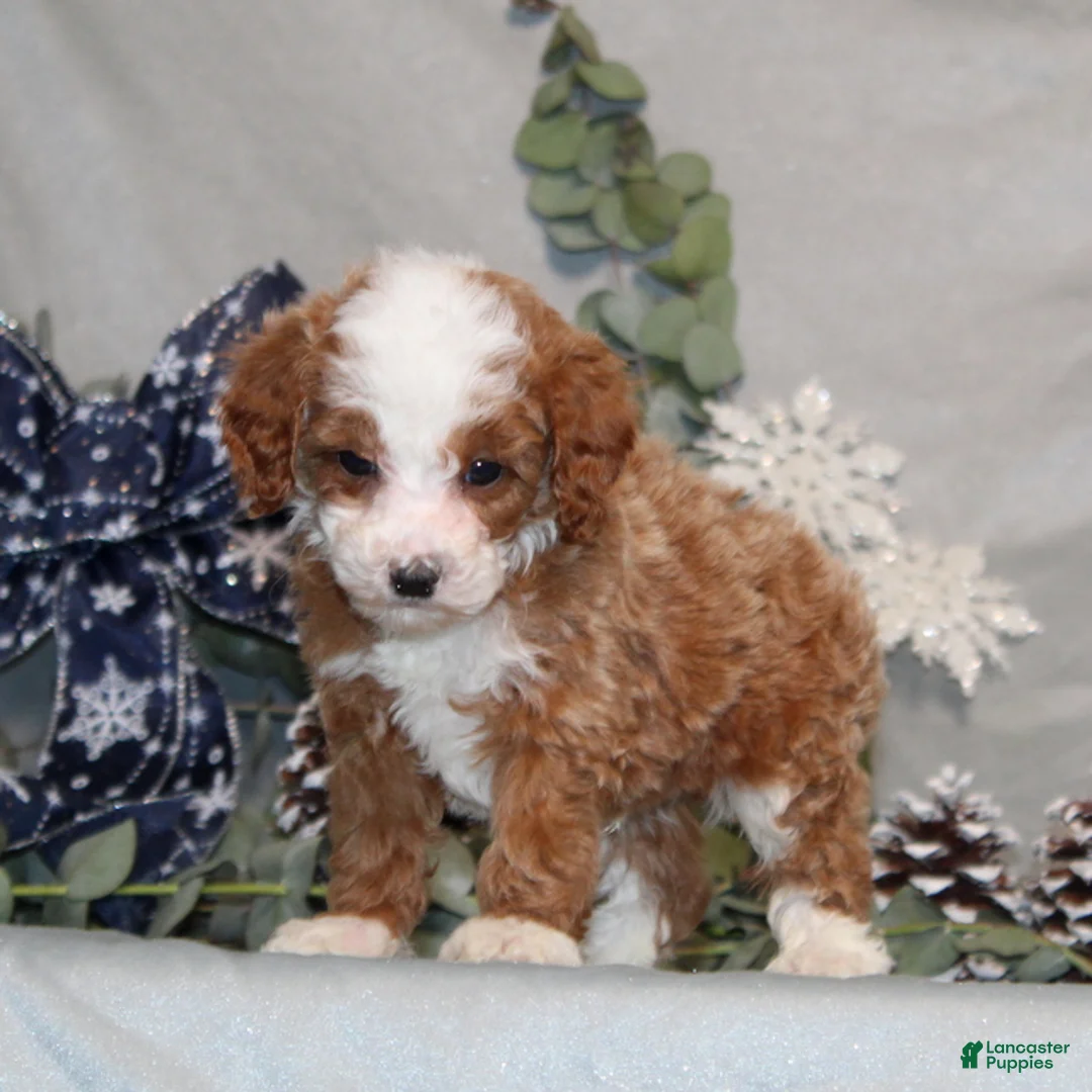 Miniature Poodle dogs for sale: Quincy - Ad 1