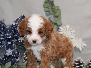Miniature Poodle dogs Quincy - Ad 21