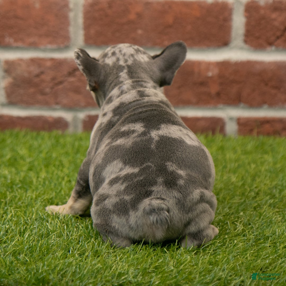 French Bulldog dogs for sale: Charlie - Ad 6